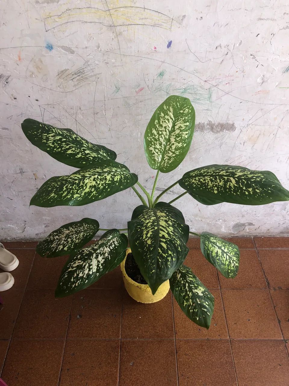 comigo ninguém pode  - Foto 3