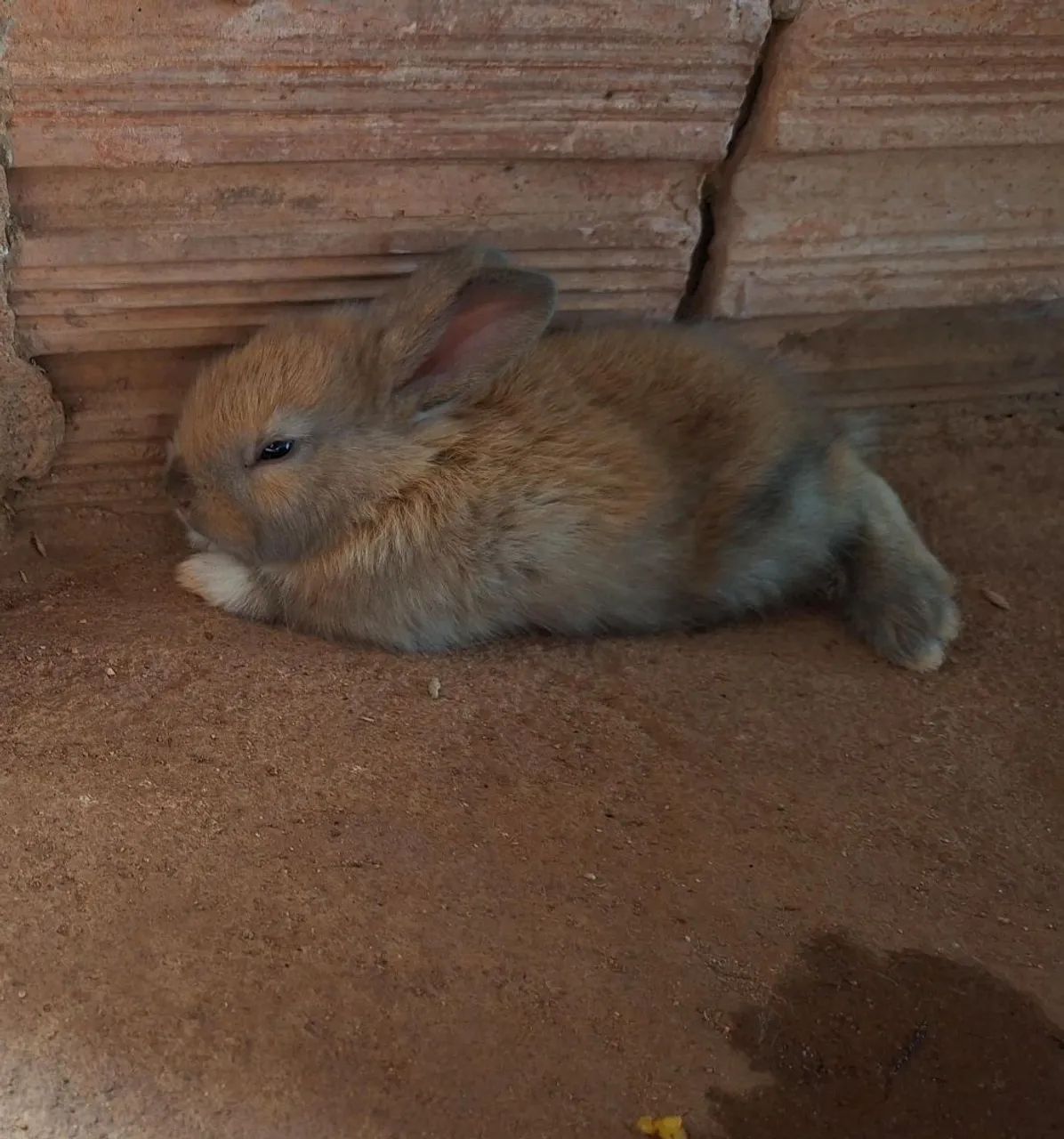 vende coelhinho