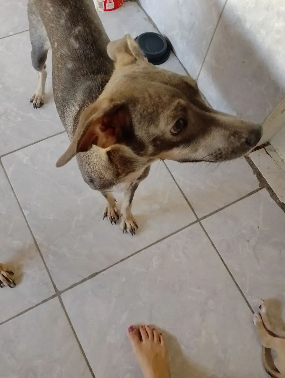 Pets para adoção  - Foto 3