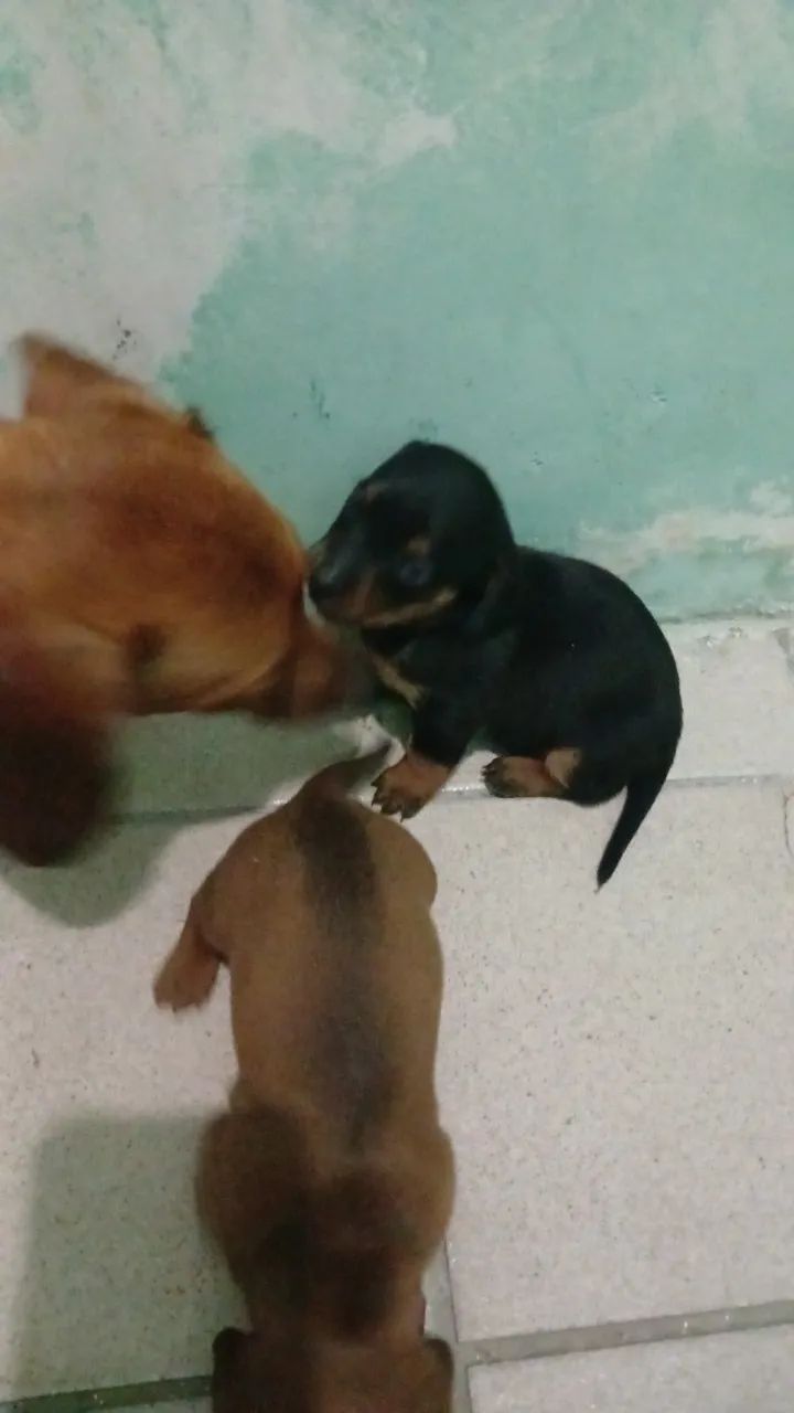 Dachshund  - Foto 2