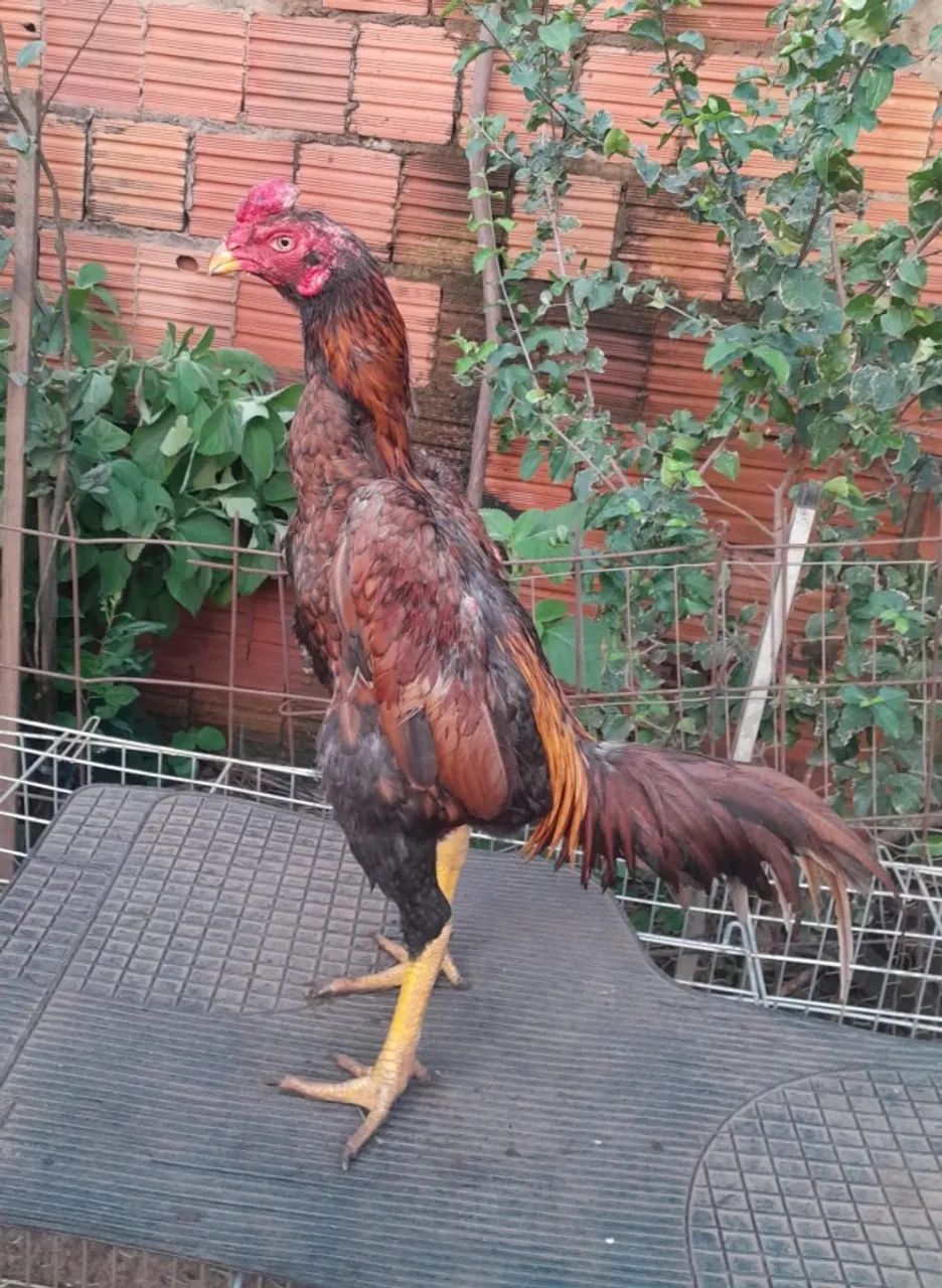 Frango e franga - Foto 2