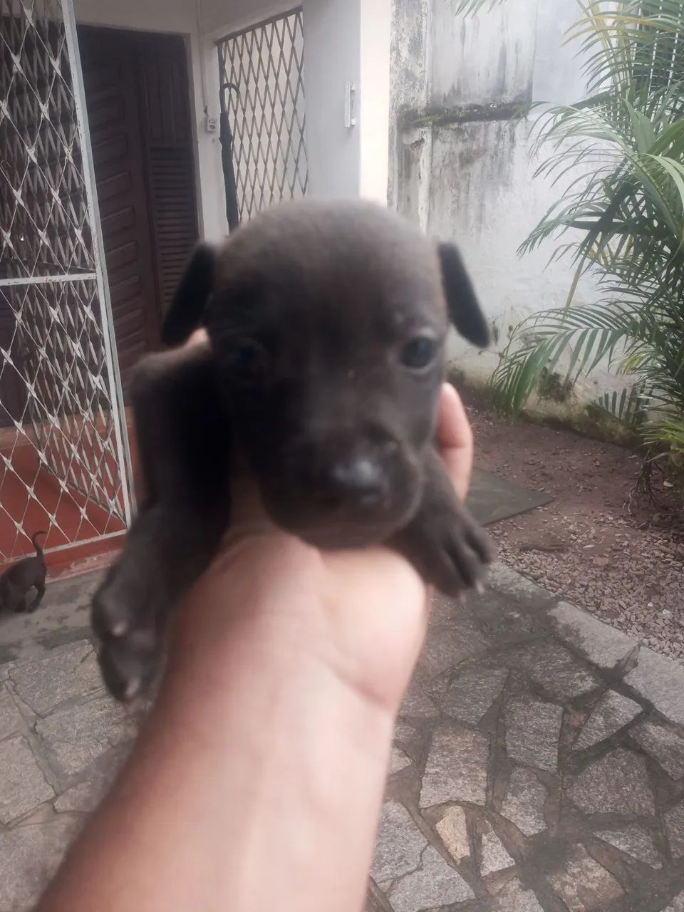 Cachorros para doar - Foto 3