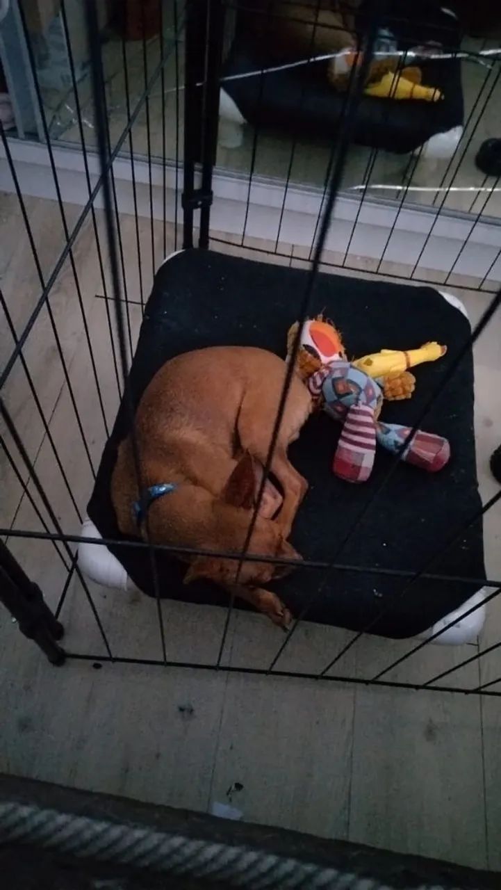 Vendo pinscher 11 meses  - Foto 3