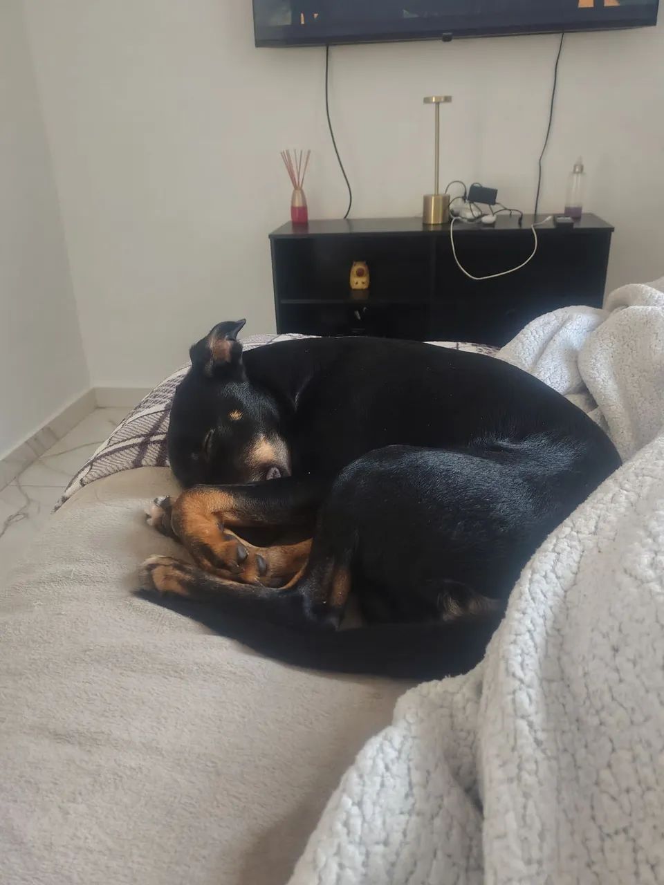 DOA-SE CACHORRO MACHO 4 MESES 