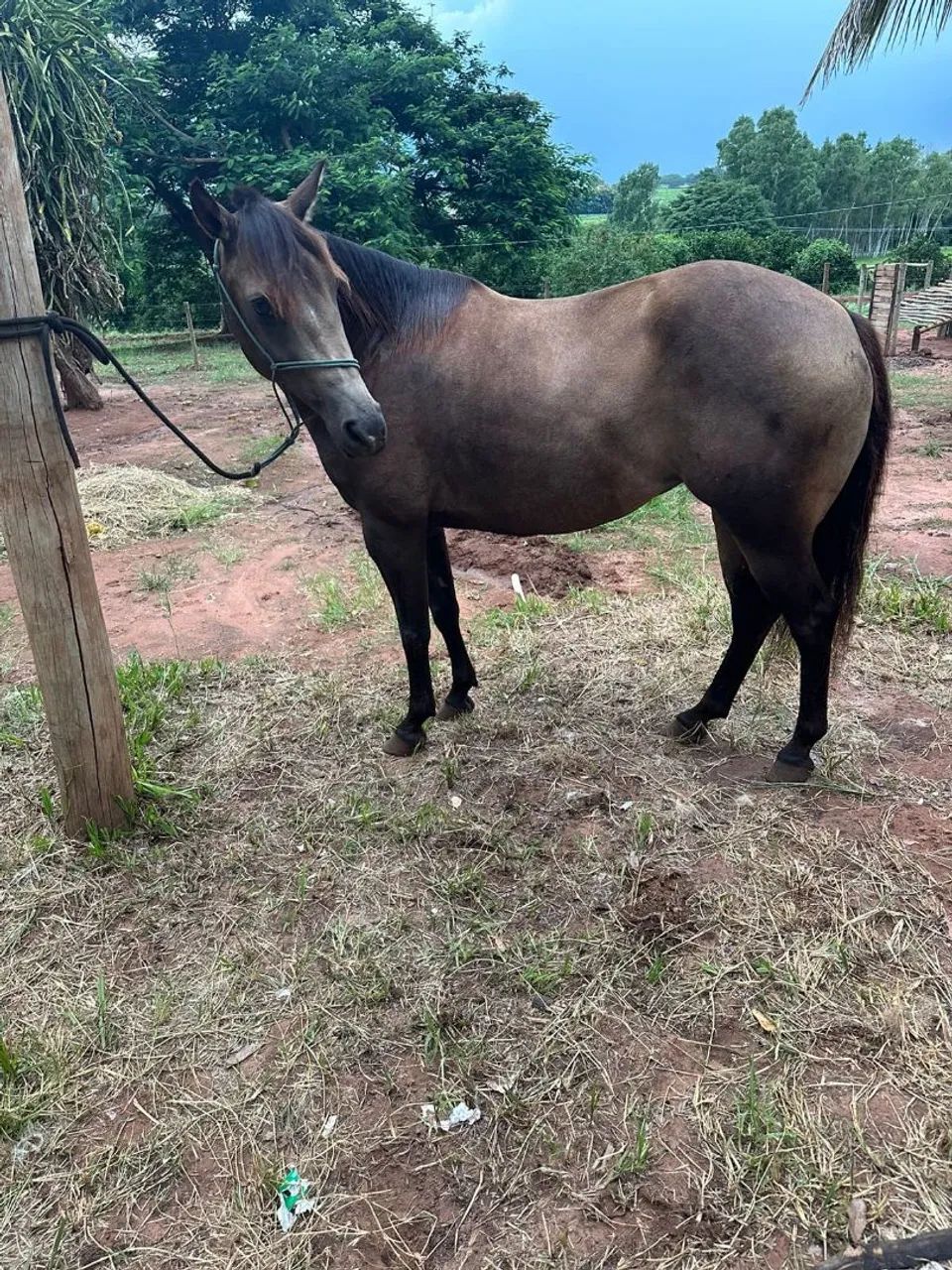 Potra quarto de milha  - Foto 5