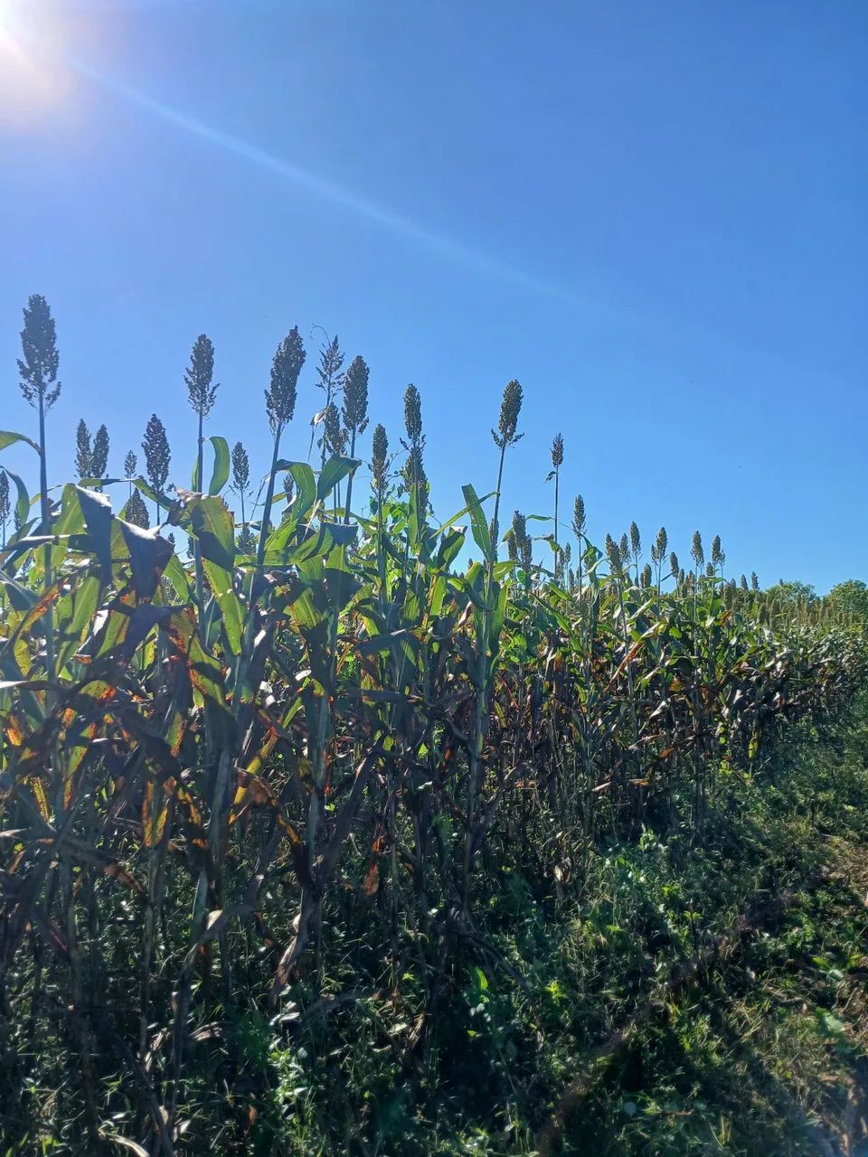 Vendo silagem, de sorgo e de milho.  - Foto 3