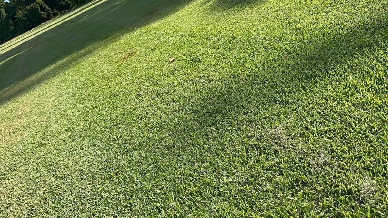 Grama esmeralda  - Foto 6