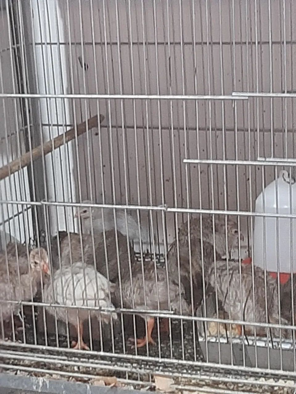 Galinhas de angola - Foto 4