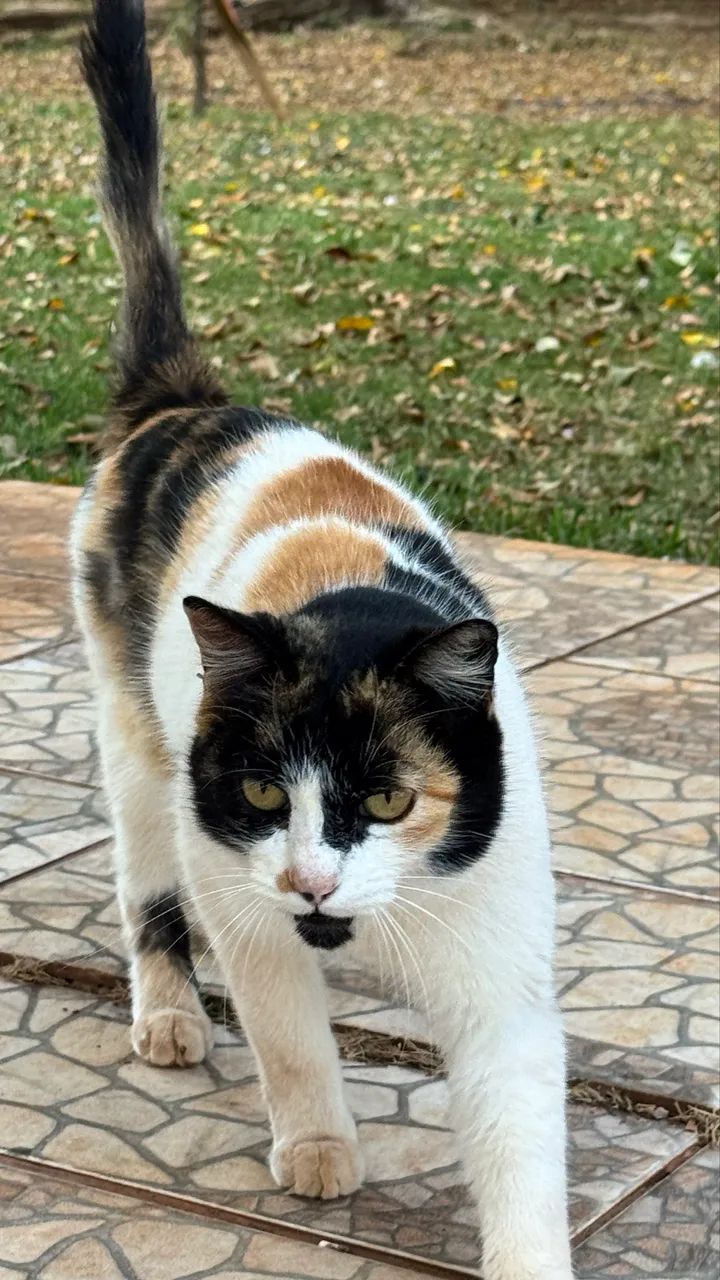 Gato  - Foto 5