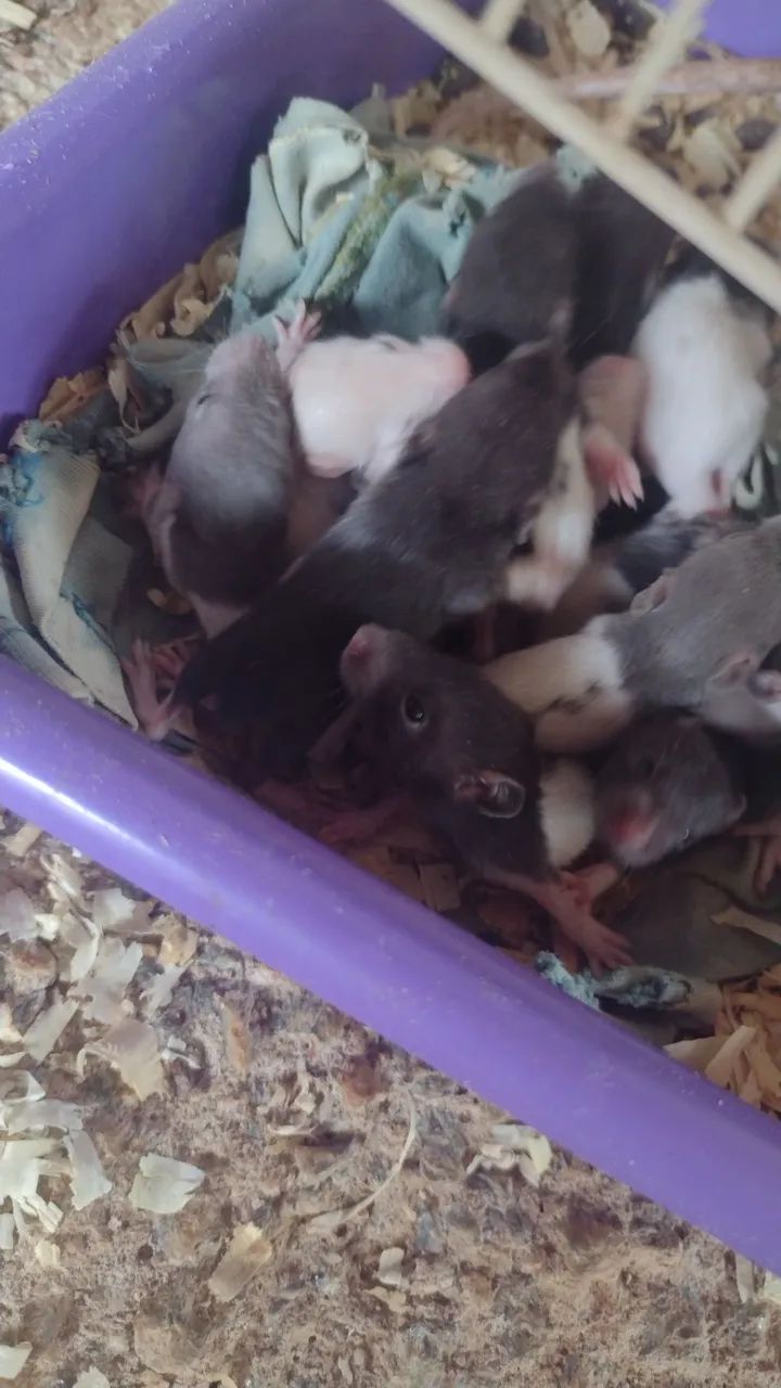 Vende-se filhotes de Twister  - Foto 2