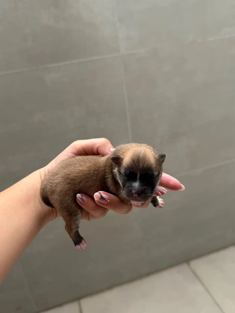 Spitz alemão  - Foto 2
