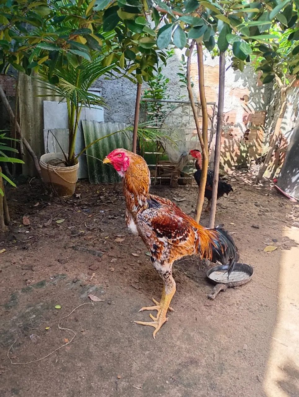 Aves saudável  - Foto 5