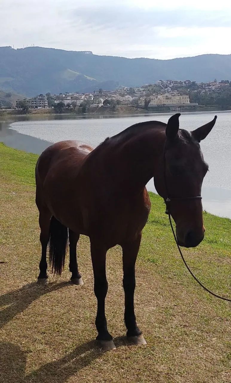 Vendo égua com registro  - Foto 3