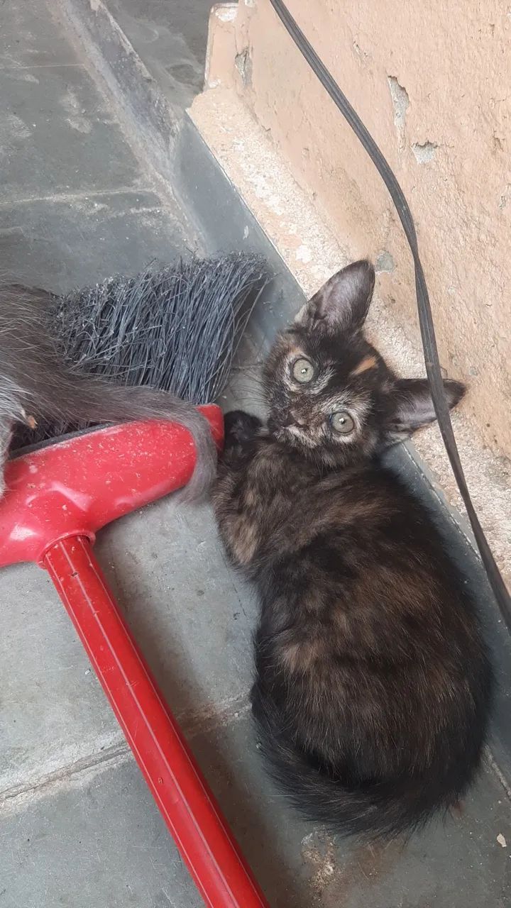 Gatinhos - Foto 4