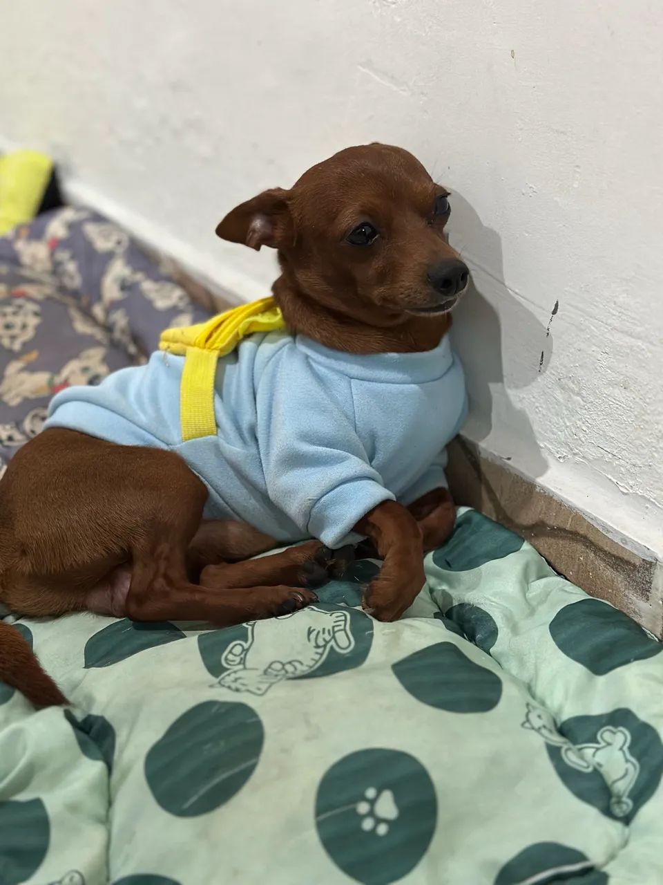 Cachorro - Foto 5