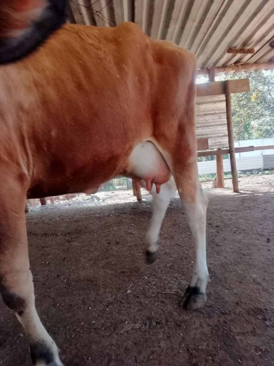 Vaca leiteira - Foto 4