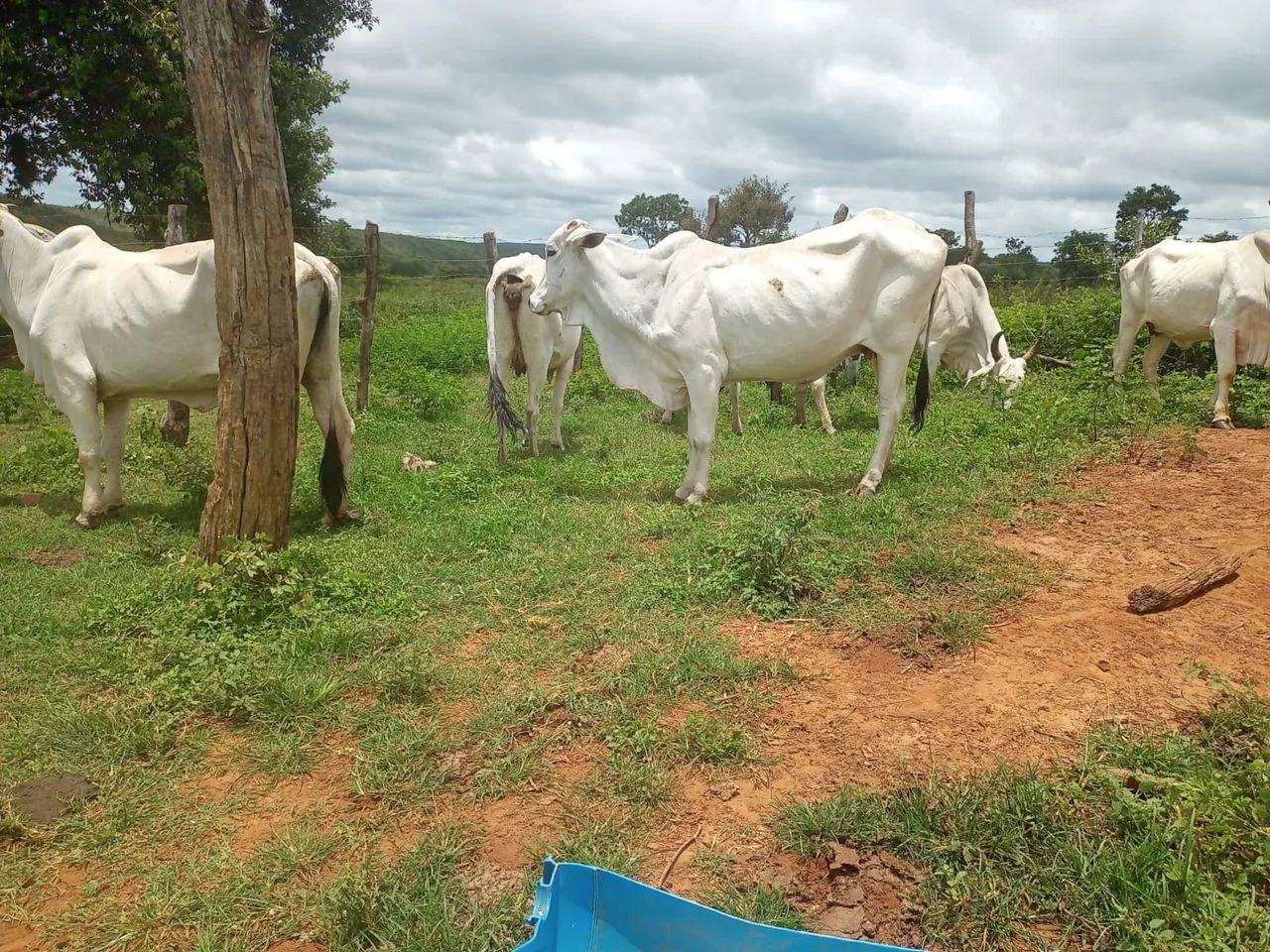 Vacas - Foto 2