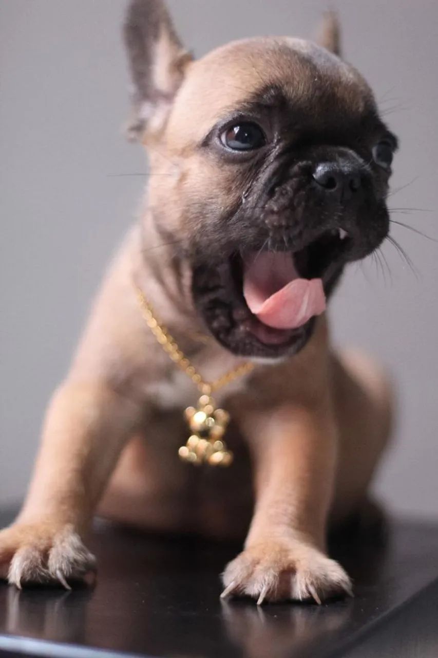 Bulldog francês  - Foto 2