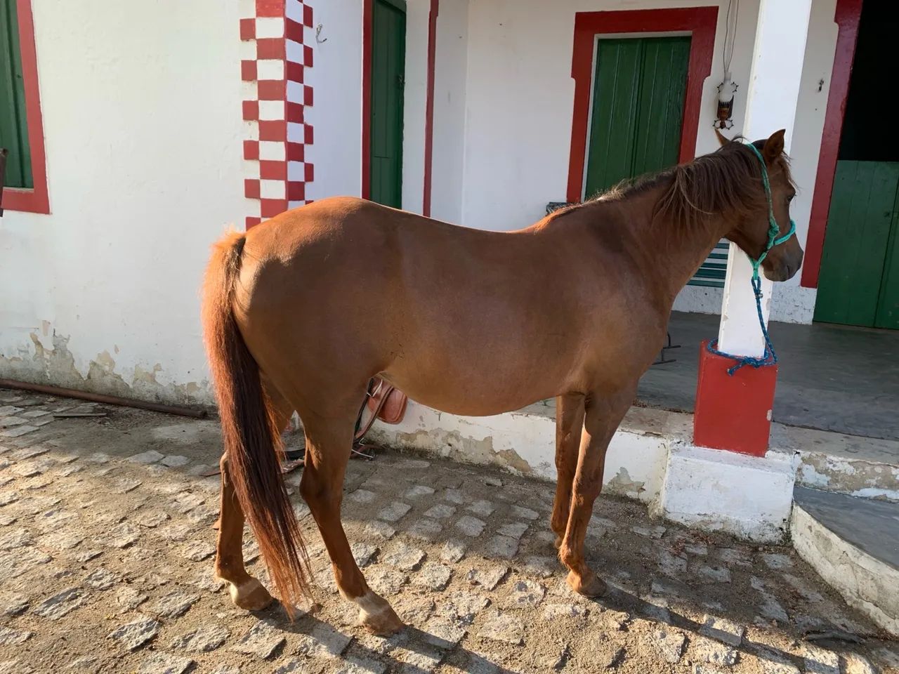 Égua prenha de garanhão puro QM APOLLO VM - Foto 4