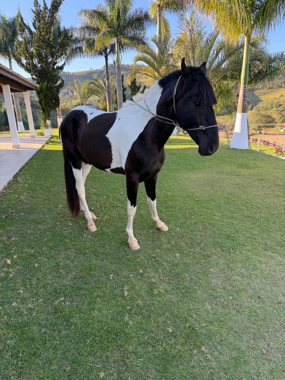Vendo cavalo garanhão, campolino, pampa de preto e branco - Foto 2