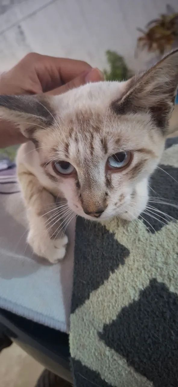Gato Siamês - Foto 3