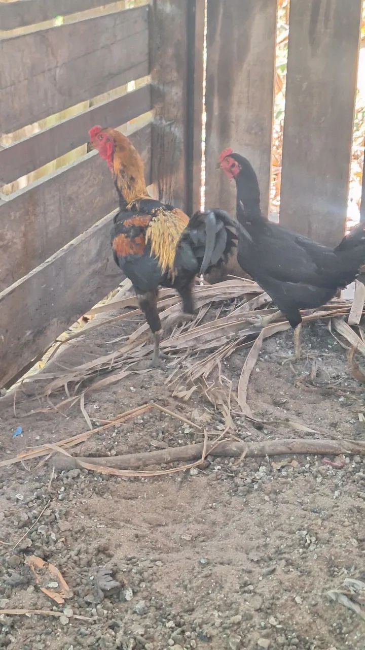 Galo  - Foto 2
