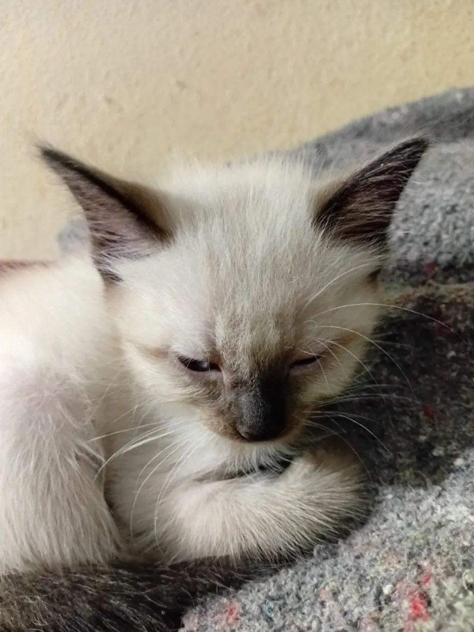 Gatos Siameses  - Foto 5