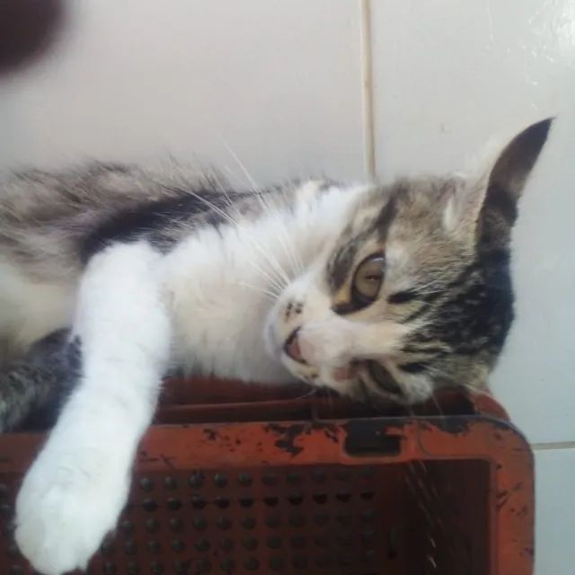 Adoção responsável - Cassandra - Foto 2