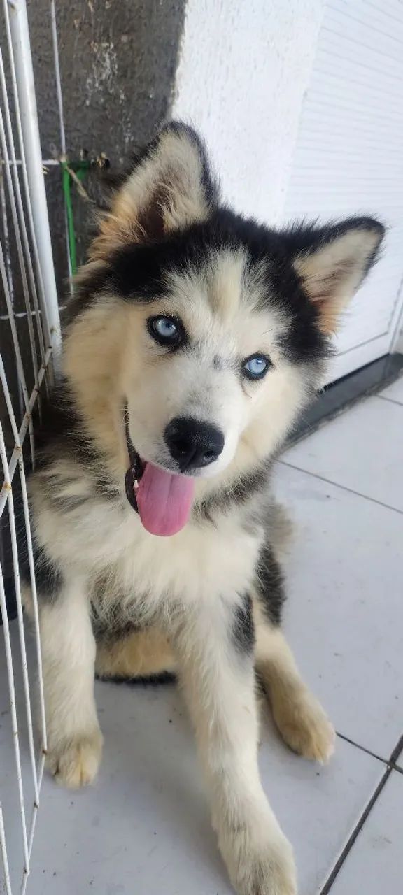 Husky fêmea wolly vacinada<br>Vmcinada <br>Vermifugada <br>Muito linda <br>Faço entrega <br>Aceito ca - Foto 2