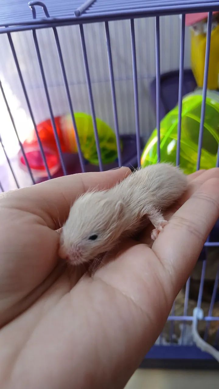 Doação de Hamsters Sírios
