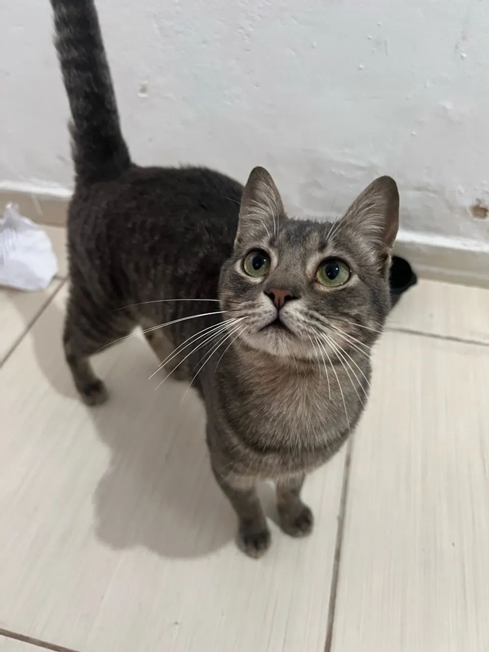 Doa-se gatinho macho / Adoção Responsável  - Foto 3