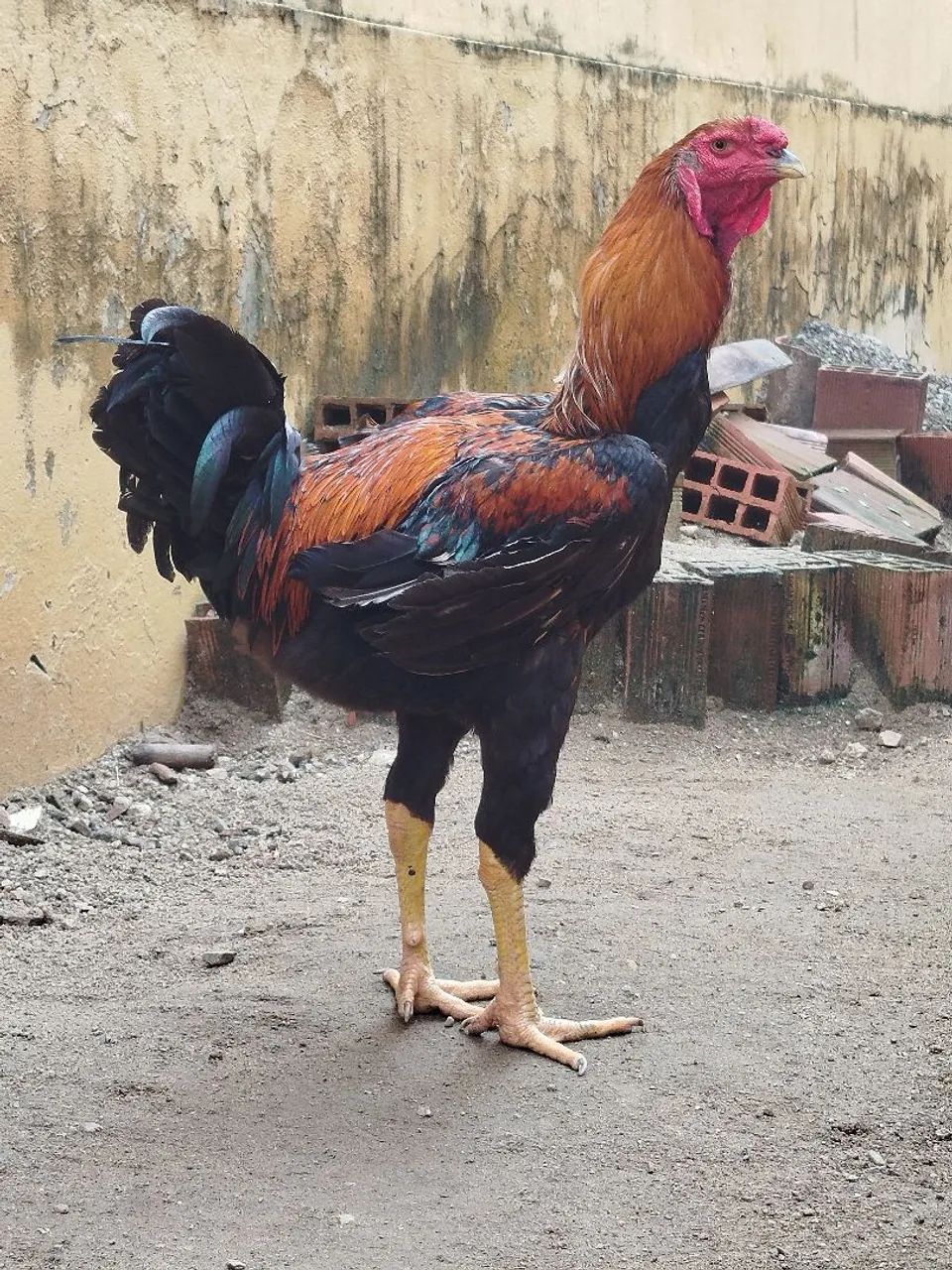 Índio gigante 