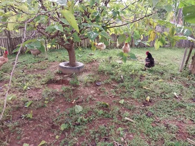 Chácara em Jacutinga - Sul de Minas Gerais - Foto 4