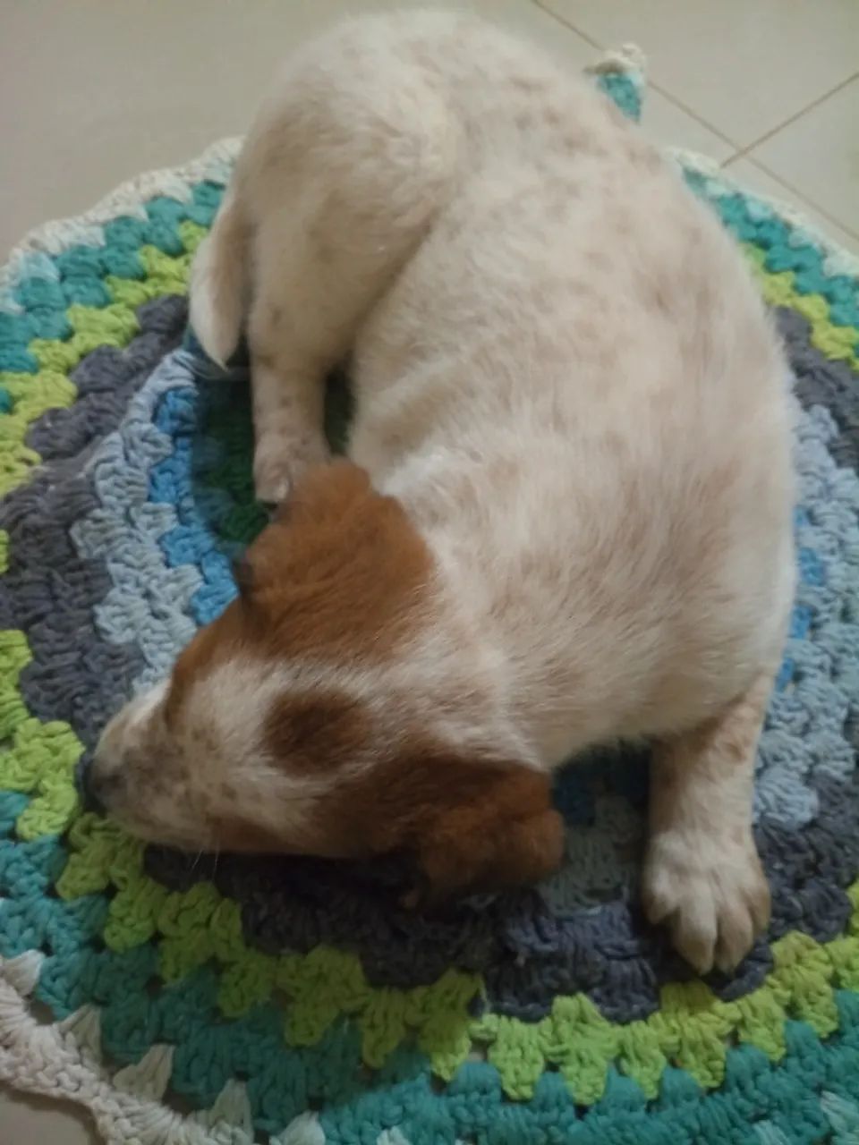 Doa-se filhote de cachorro - Foto 2