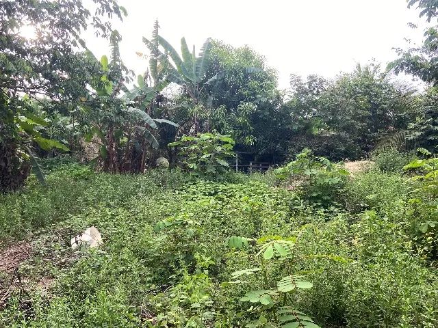 Chácara  - Foto 3