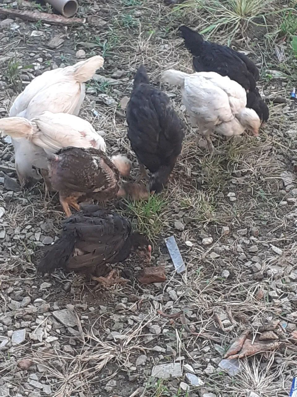 Galinha caipira  - Foto 2