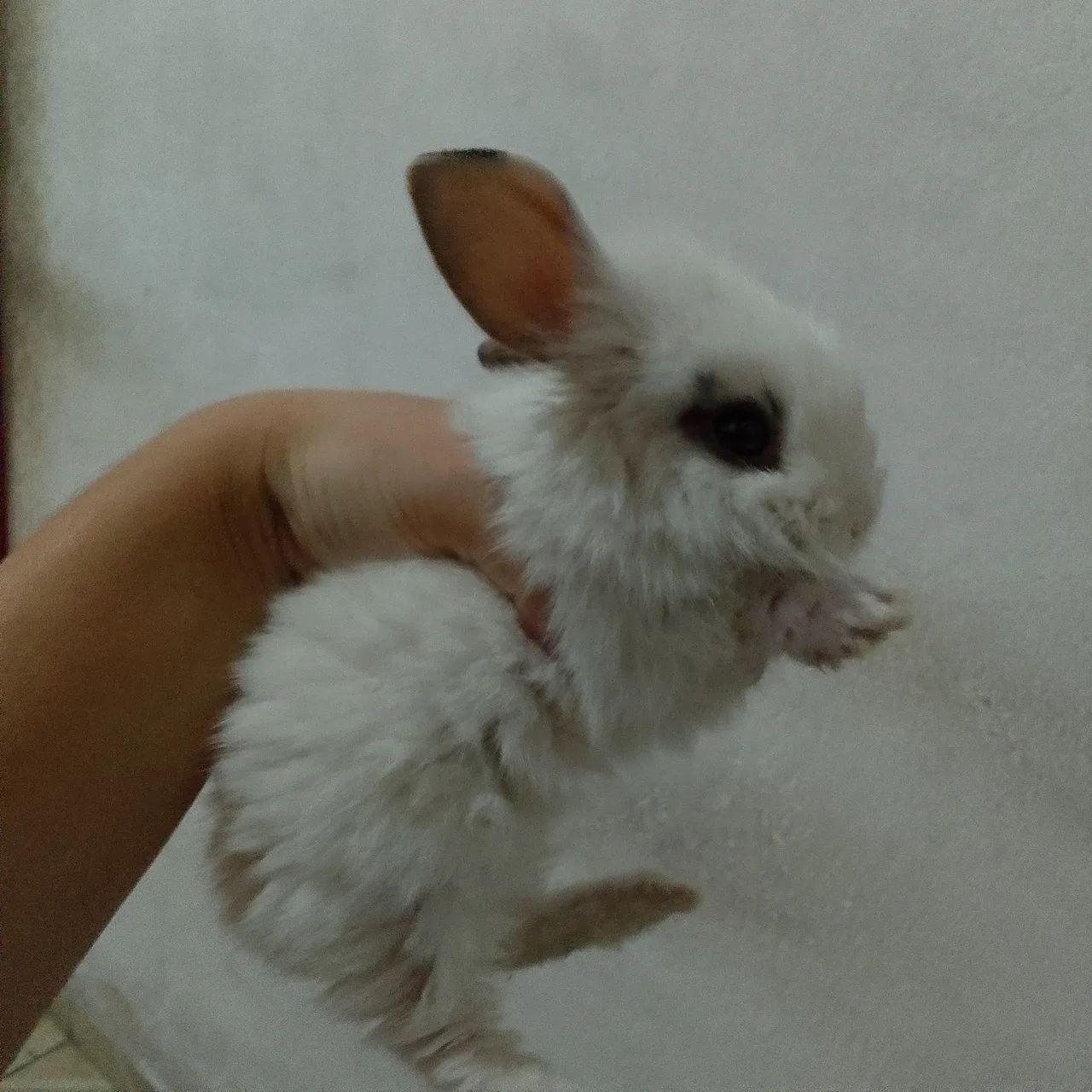 Coelhos filhotes de raça - Foto 5