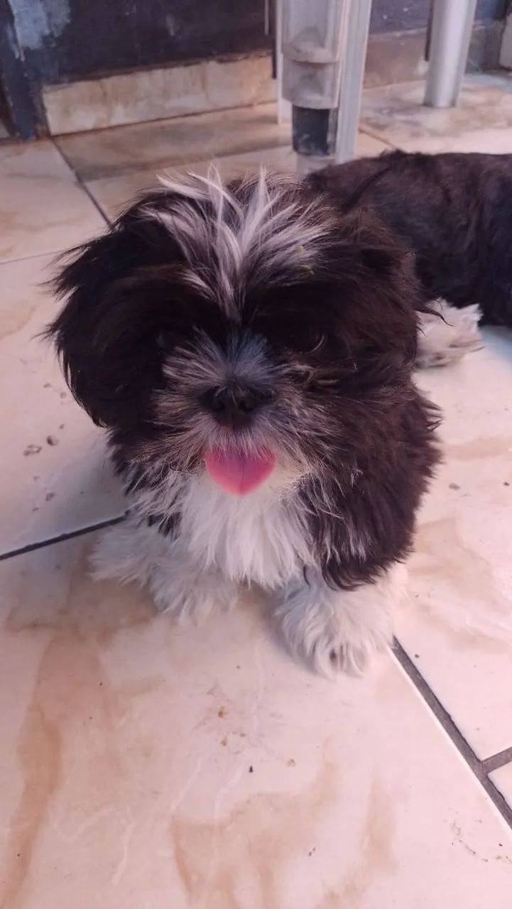 Vendo shih Tzu - Foto 5