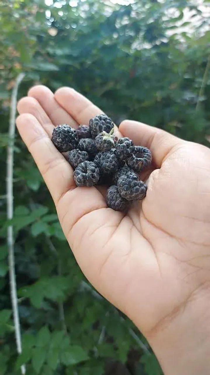 Muda de framboesa Negra (não é amora) - Foto 3