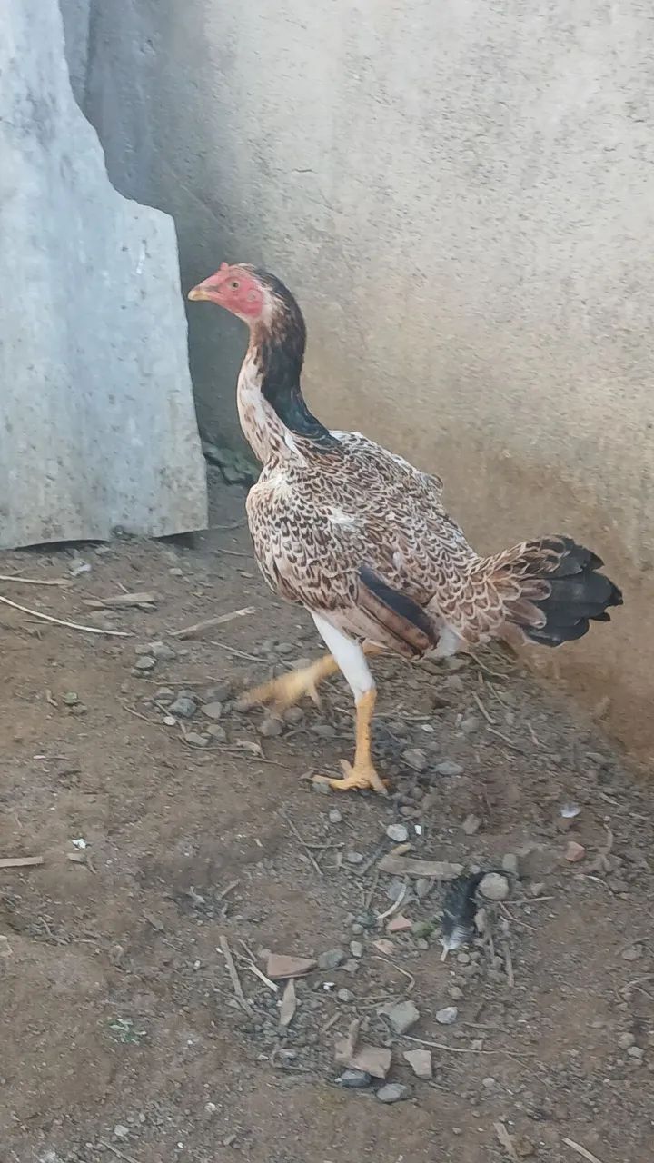 Franga índio  - Foto 2
