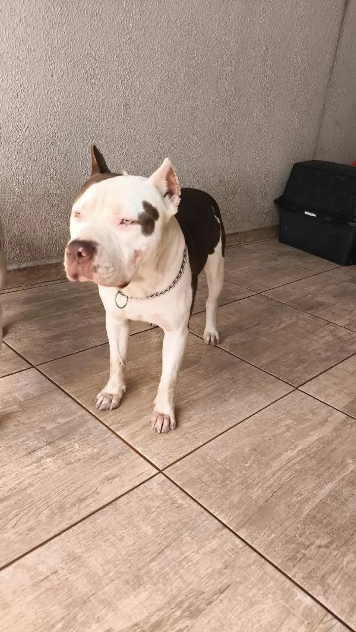 Cobertura Pit Bull - Foto 3