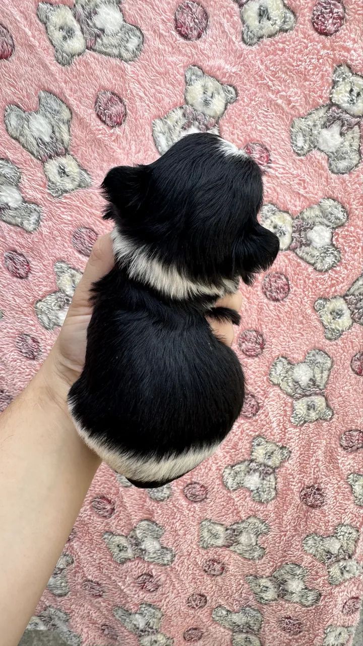 Shihtzu