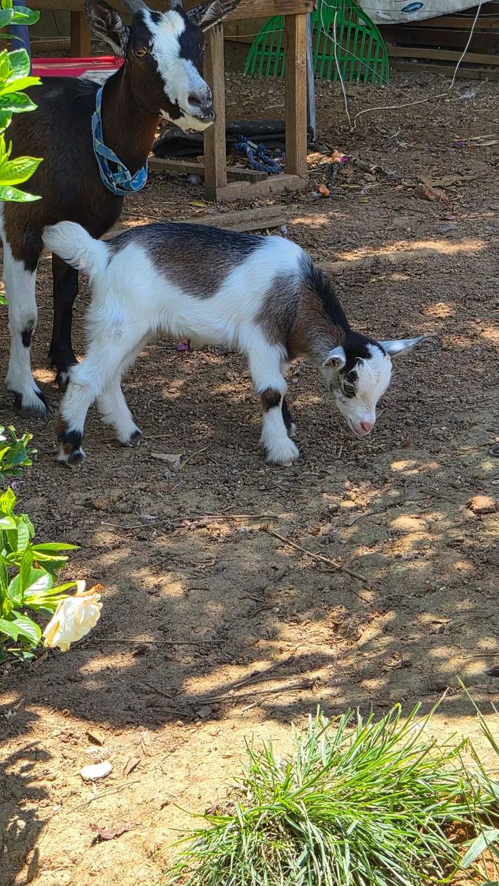 Machinhos de mini cabra  - Foto 3