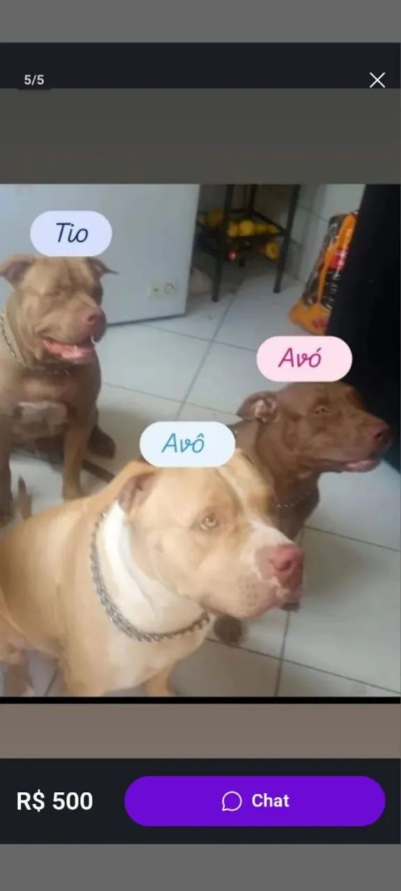 Pitbull  - Foto 5