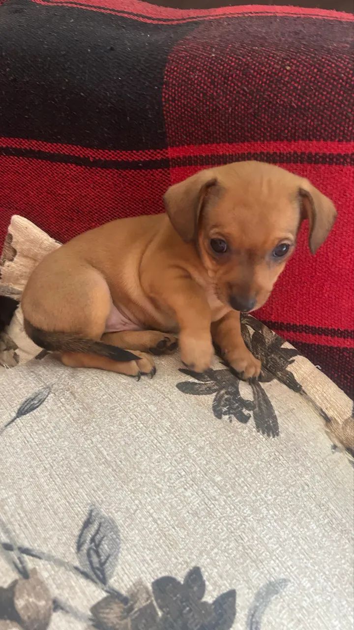 Vendo filhote de Pinscher  - Foto 3