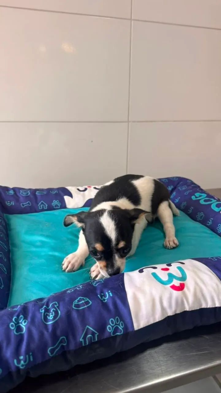 Chihuahua Macho - Foto 5