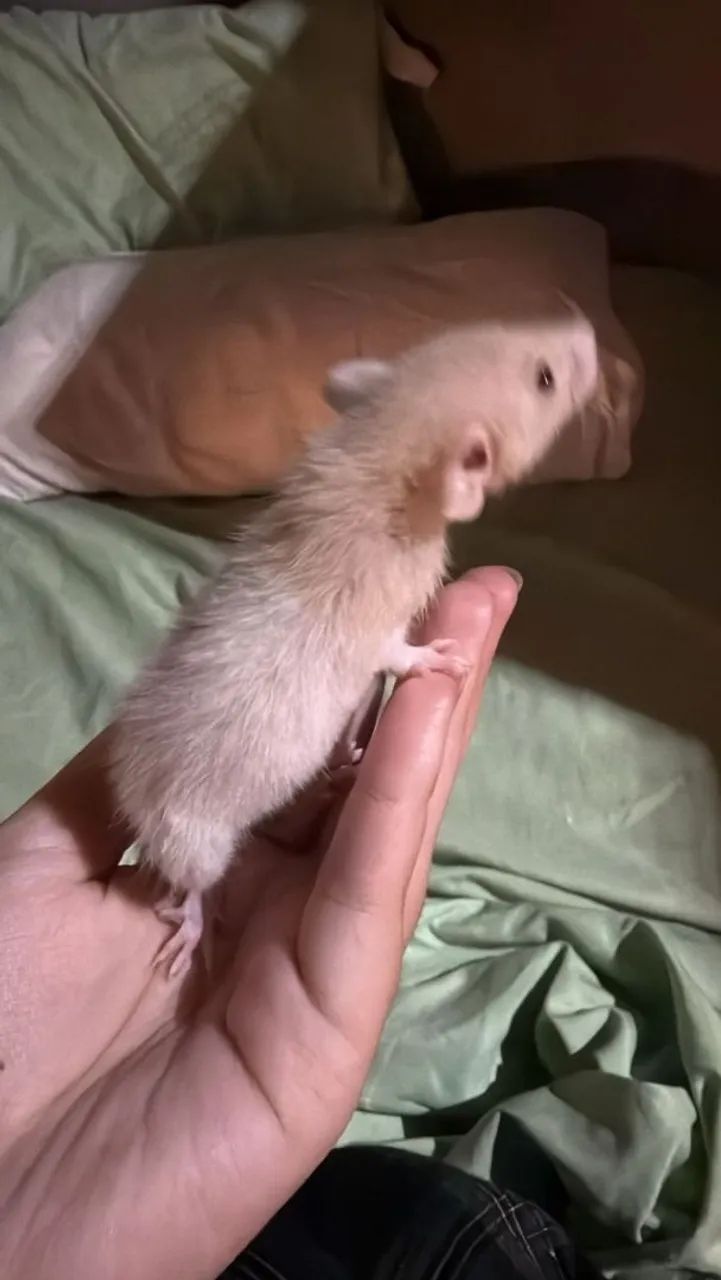 Ratinho Twister  - Foto 3