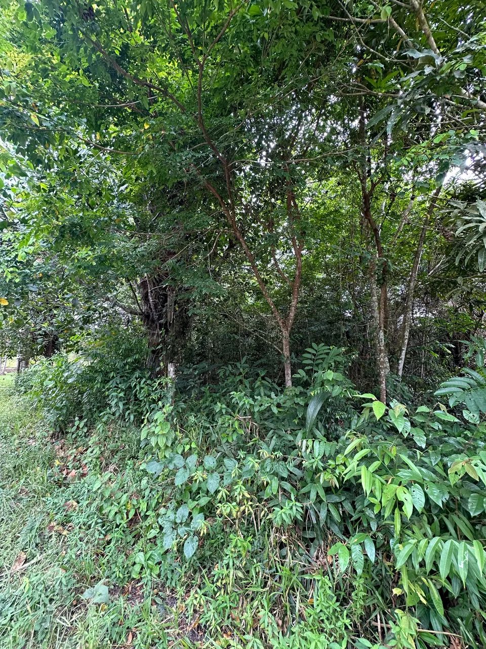Terreno em mosqueiro - Foto 5