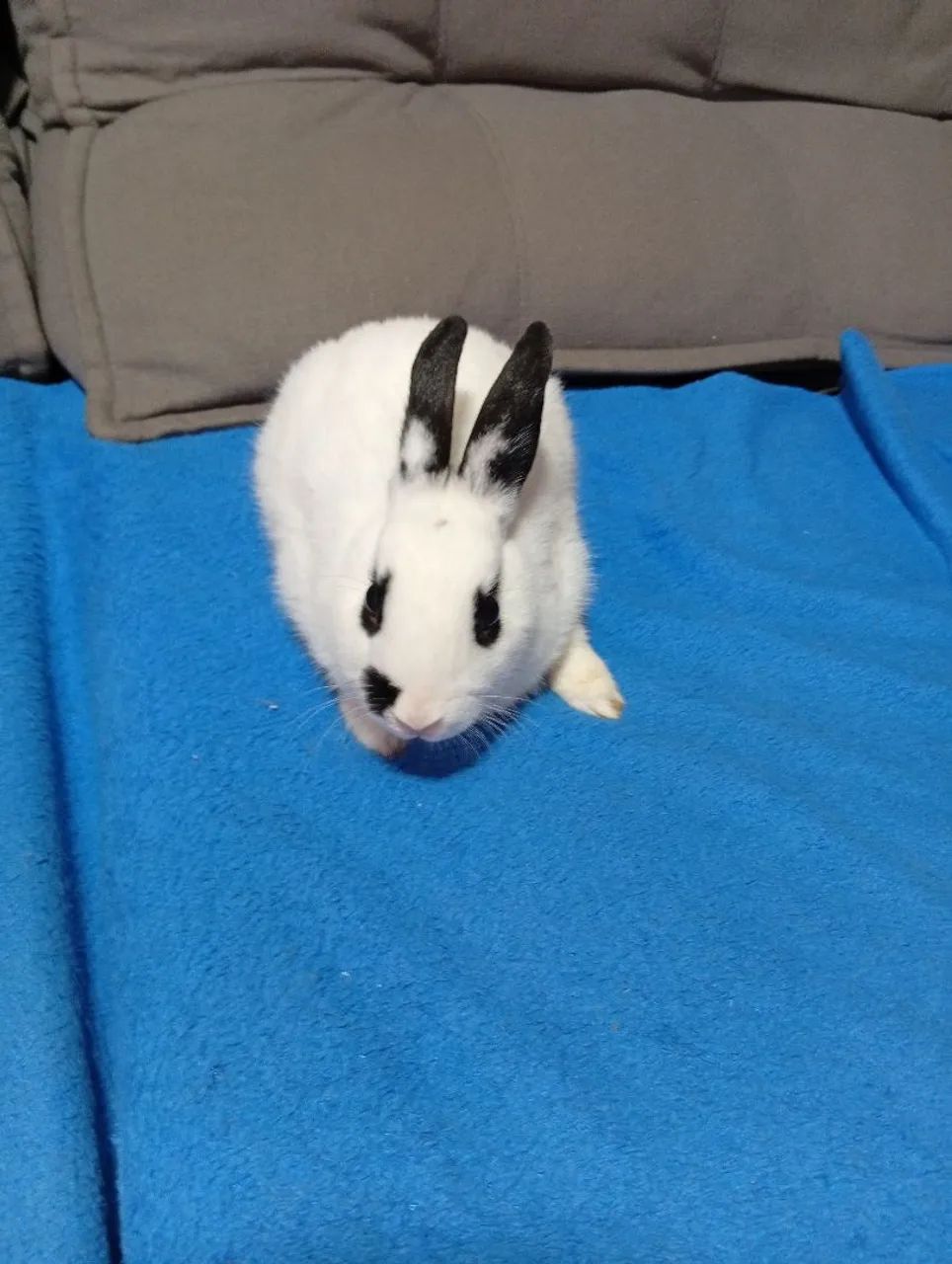 Vendo coelhos Mini 