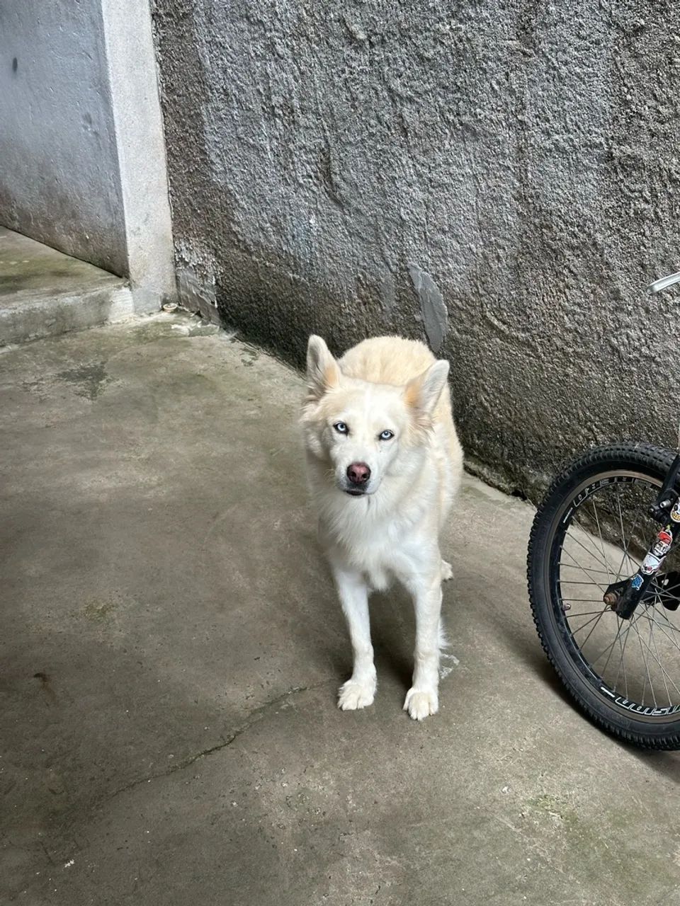 Cachorro